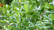 Imagem de Fibras extraídas de plantas invasoras servem indústria automóvel