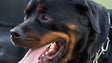 Imagem de Venda e anúncio de animais pela Internet com novas regras