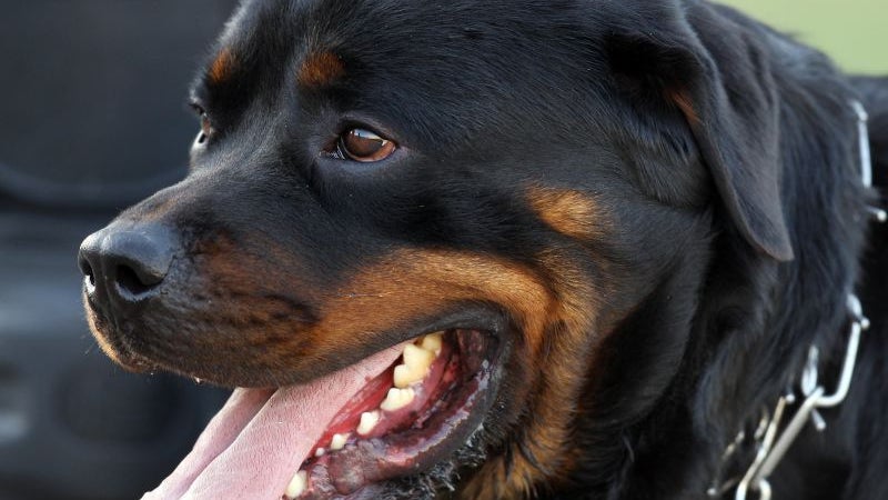 Imagem de Venda e anúncio de animais pela Internet com novas regras
