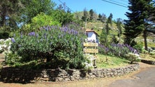 Imagem de Cem mil árvores vão ser plantadas no Parque Ecológico do Funchal (Áudio)