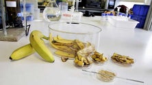 Imagem de Investigadores de Aveiro constatam que cascas de banana limpam água (Áudio)