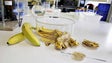 Investigadores de Aveiro constatam que cascas de banana limpam água (Áudio)