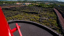 Presidente da Comissão Vitivinícola Regional preocupado com o escoamento do vinho certificado (Som)