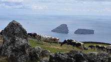 Imagem de República adianta apoios para desenvolvimento rural mas não para a região (Vídeo)