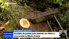 Queda de eucalipto destrói vereda em Machico