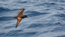 Imagem de Birdwatching no Porto Moniz