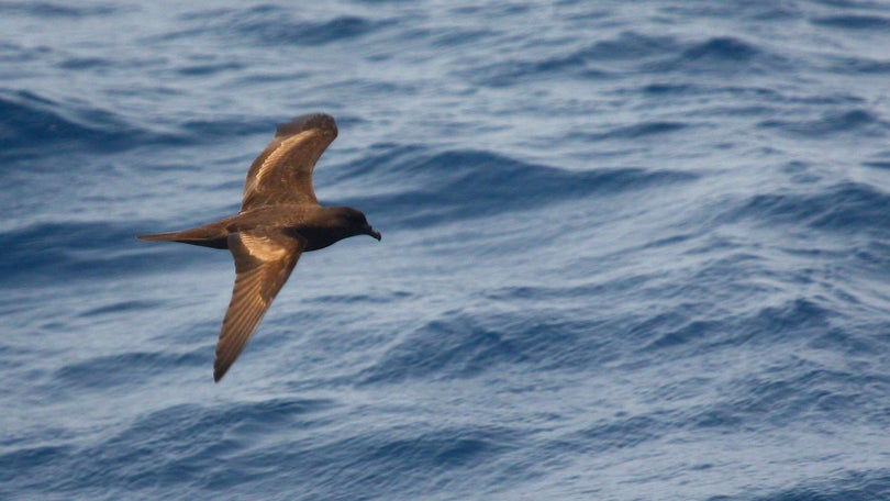 Birdwatching no Porto Moniz