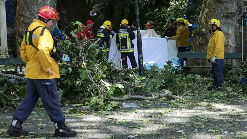 Justiça: Começa hoje a instrução do caso da queda de árvore