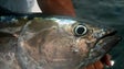 Açores com novos limites de captura e desembarque de atum
