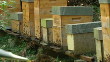 Imagem de Terceira lança mel biológico (Vídeo)