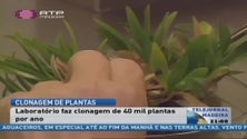 Imagem de Laboratório da Madeira faz clonagem de 40 mil plantas por ano