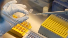 Imagem de Reino Unido prepara-se para acelerar vacinas modificadas