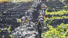 Terceira e Pico integram portal online de Enoturismo(Vídeo)