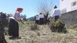 Imagem de Achadas de Gaula recria a apanha do vime (vídeo)