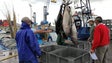 Imagem de Preço do peixe vendido em lota é demasiado baixo (áudio)