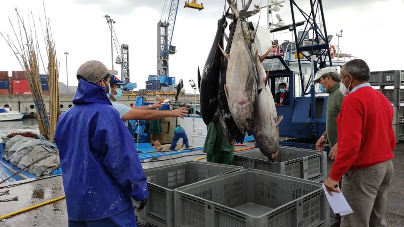 Imagem de Preço do peixe vendido em lota é demasiado baixo (áudio)