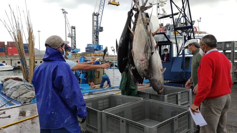 Preço do peixe vendido em lota é demasiado baixo (áudio)