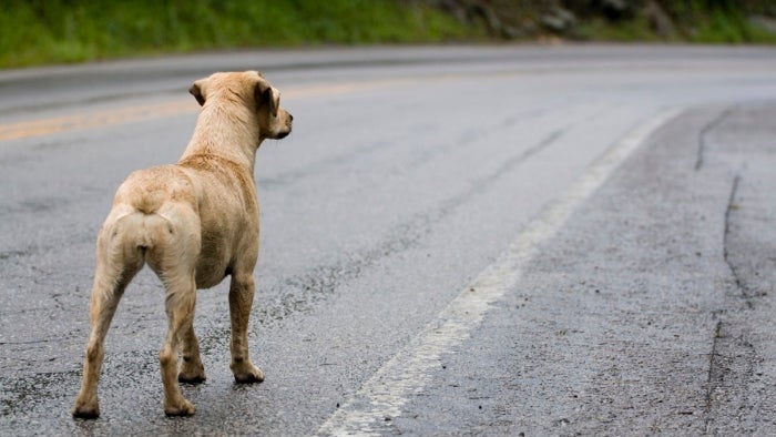 12 Animais removidos da Via Rápida no espaço de uma semana