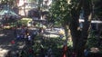 Árvore cai sobre pessoas concentradas no maior arraial da Madeira