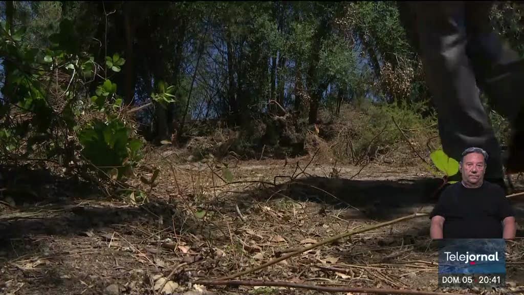 Leiria e Marinha Grande. Terrenos por limpar agravam risco de incêndio