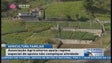 Imagem de Associação Agricultores apela para que regime especial de apoios não crie dificuldades à população da agricultura familiar (Vídeo)
