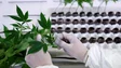 Imagem de Canábis é a droga mais usada na Europa e opiáceos estão em crescimento