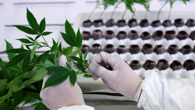 Imagem de Canábis é a droga mais usada na Europa e opiáceos estão em crescimento