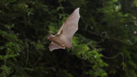 Destruição de habitats aproximou vírus do homem