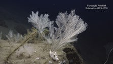 Imagem de Os segredos do Mar Profundo da Madeira começam a ser desvendados