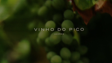 Documentário televisivo projeta vinho do Pico (Vídeo)