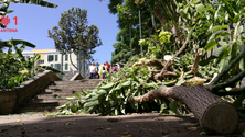 Imagem de Queda de galho assusta moradores em Santo António