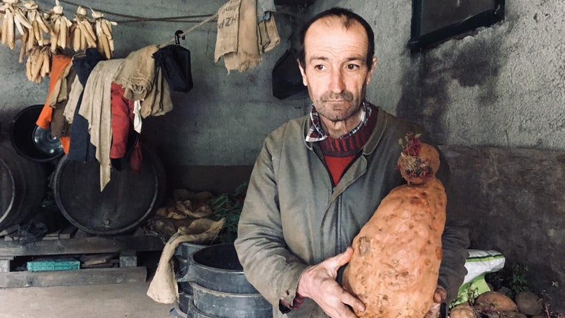 Agricultor colhe batata-doce gigante na freguesia da Ilha