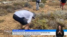 10 investigadores estudaram reprodução das plantas e flora da Macaronésia (vídeo)