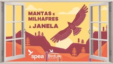 Imagem de Covid-19: Sociedade desafia madeirenses a contar aves a partir de casa (Áudio)