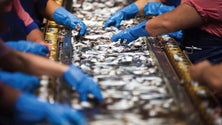 Desperdícios de peixe têm potencialidades económicas ainda por desvendar