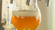 Imagem de Beber cerveja faz bem aos intestinos e não engorda, concluem investigadores