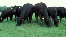 Imagem de Agricultura da Terceira aposta no melhoramento genético dos animais (Vídeo)