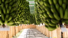 Produção de banana da Madeira cai em 2018 devido às condições climatéricas