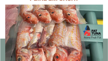 Imagem de Empresa FAT TUNA está a aumentar as exportações (Vídeo)