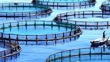 Imagem de Aquacultura em debate na Universidade dos Açores (Vídeo)