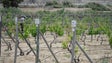 Imagem de Madeira, Açores e Canárias juntos contra cortes na agricultura