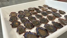 Imagem de ARDITI quer produzir em aquacultura invertebrados marinhos (áudio)