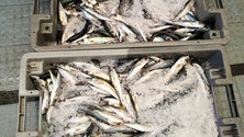 Imagem de GNR apreendeu 66 kg de pescado por fuga à lota