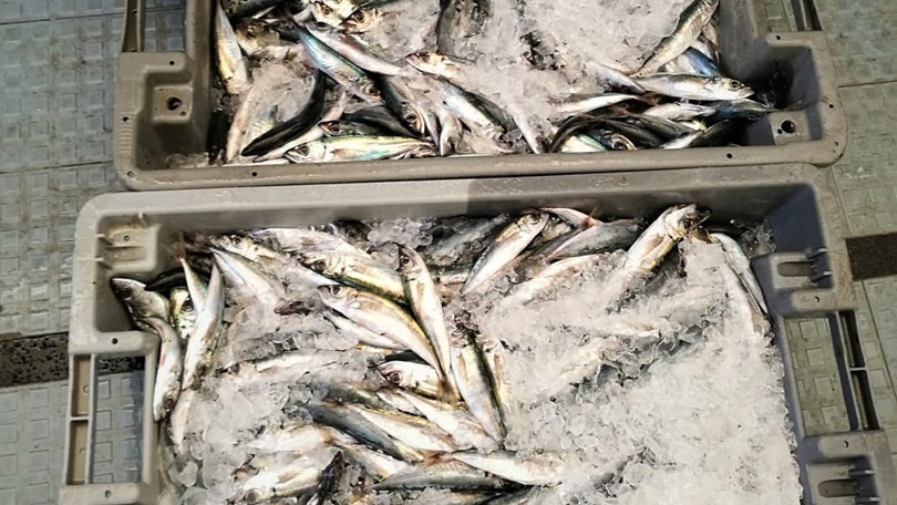 Imagem de GNR apreendeu 66 kg de pescado por fuga à lota