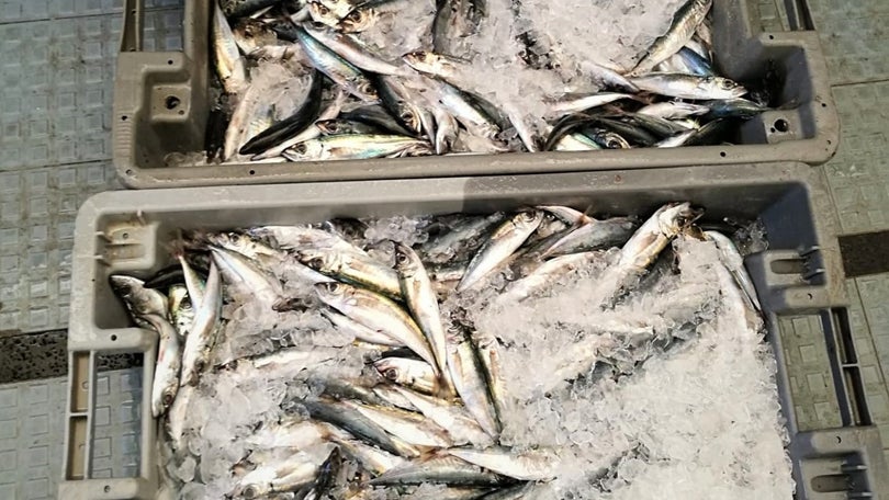 GNR apreendeu 66 kg de pescado por fuga à lota