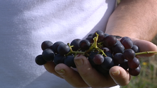 Imagem de Vinho americano está a desaparecer (vídeo)