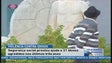 Imagem de Nos últimos três anos, a segurança social na Madeira registou 31 idosos vítimas de violência (Vídeo)