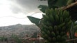 Produção de banana decresceu em 2015