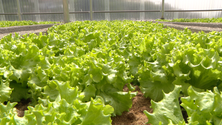Imagem de Não há quem queira trabalhar na agricultura (vídeo)