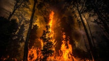 Imagem de Plano de combate aos incêndios com mais dinheiro e mais recursos humanos